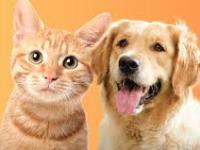 Attention Pet Lovers: Dogs or Cats?